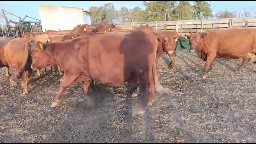 Lote 30 Vacas CUT preñadas