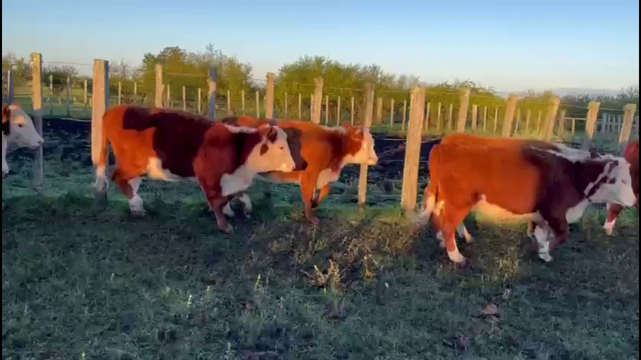 Lote TERNEROS Y TERNERAS