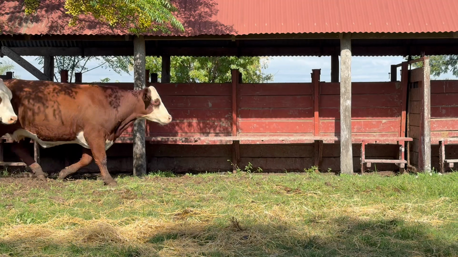 Lote 33 Vaquillonas preñadas