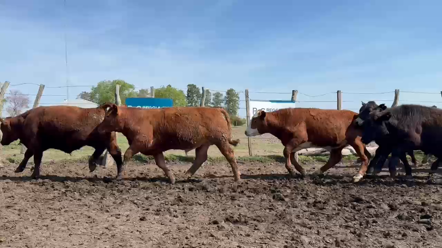 Lote 170 Novillitos en Entre Ríos, San Jaime