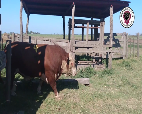Lote 3 Toros PR 4D