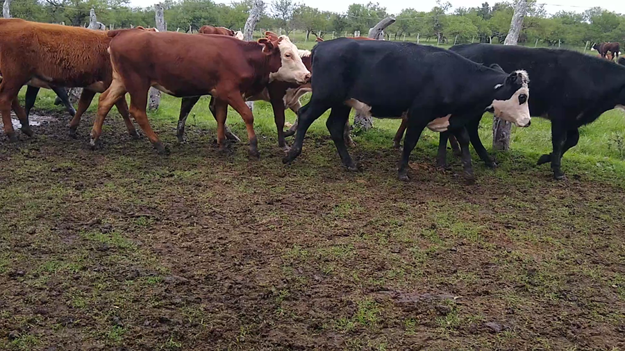 Lote 71 Terneros/as en Federal, Entre Ríos