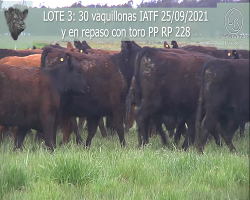 Lote 30 VAQUILLONAS CON C/ IATF  , EN LOBERIA, PBA.-