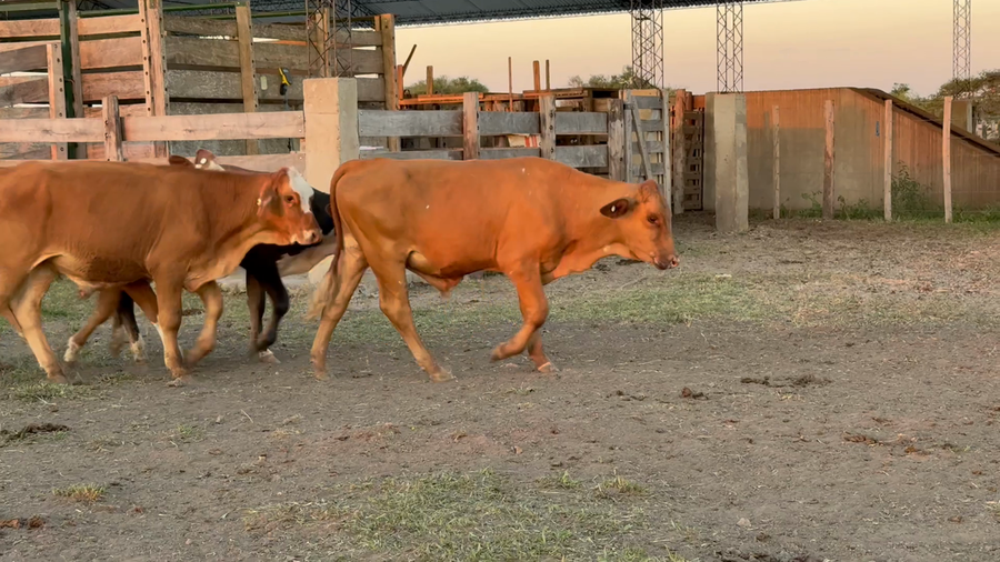 Lote 103 Terneros en Corrientes, Sauce