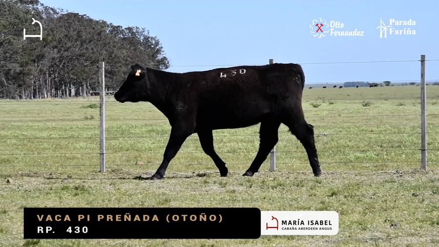 Lote VACAS PI