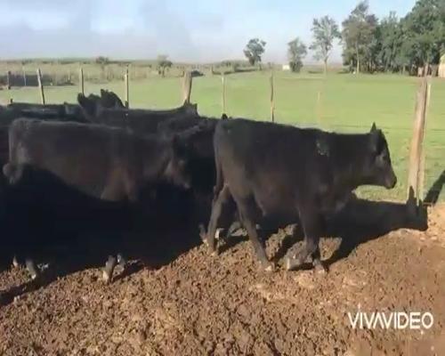 Lote 70 Terneros en Brandsen, Buenos Aires