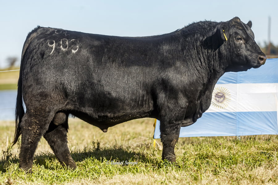Lote Selección de Toros La Juanita