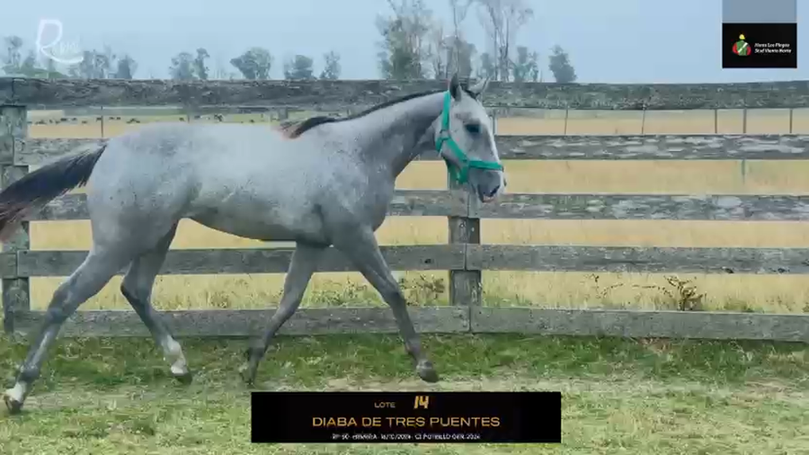 Lote DIABA DE TRES PUENTES