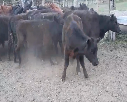 Lote 40 Terneras en Huanguelen, Buenos Aires