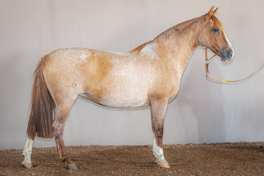 Lote Confianza La Higuera - Cabaña La Higuera