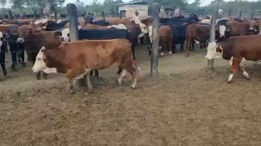 Lote 64 Vaquillonas en Intiyaco, Santa Fe