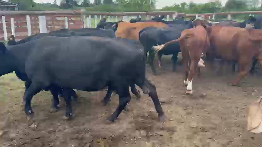 Lote 35 Vacas