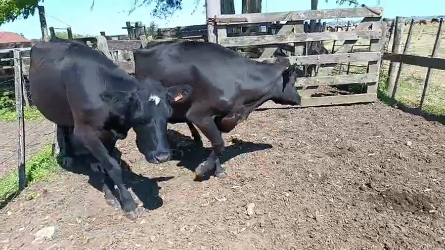 Lote 2 Vaquillonas  a remate en Pantalla Camy 500kg - , San José