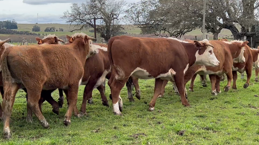 Lote 25 Vaquillonas sin servicio en Lavalleja, Mariscala