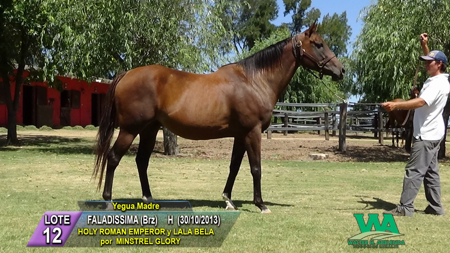 Lote FALADISSIMA (Brz)