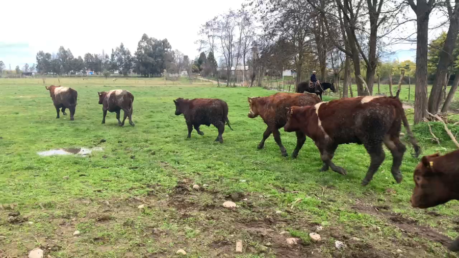 Lote 30 Novillo Engorda en Linares, VII  Región Maule