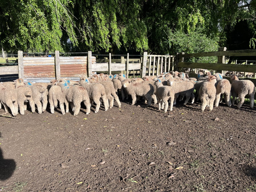 Lote corderos mamones