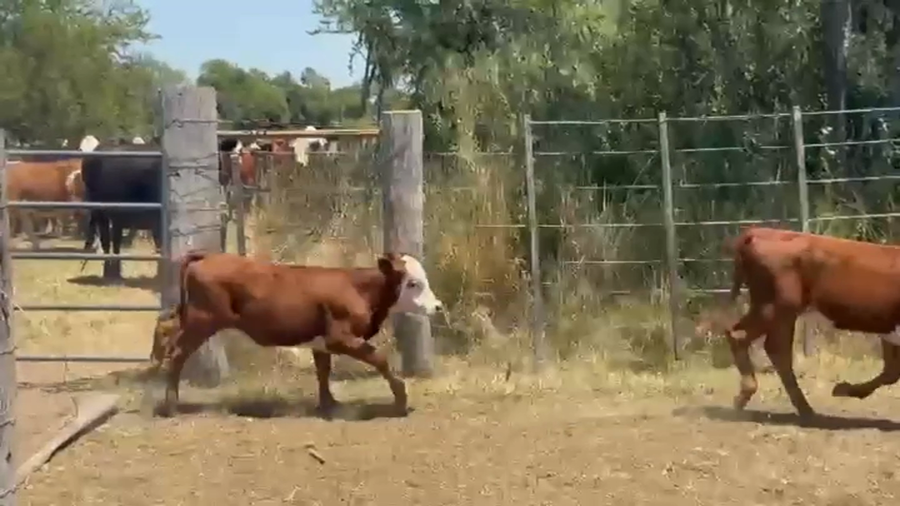 Lote 380 Vacas nuevas C/ cria
