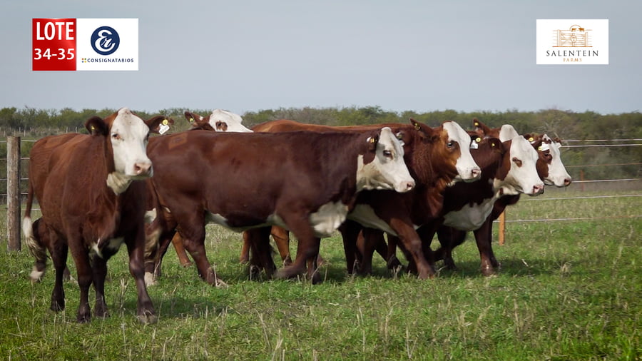 Lote LOTE 34/35 - VAQUILLAS BRAFORD PLANTELERAS SEÑAL ´18 PREÑADAS IATF