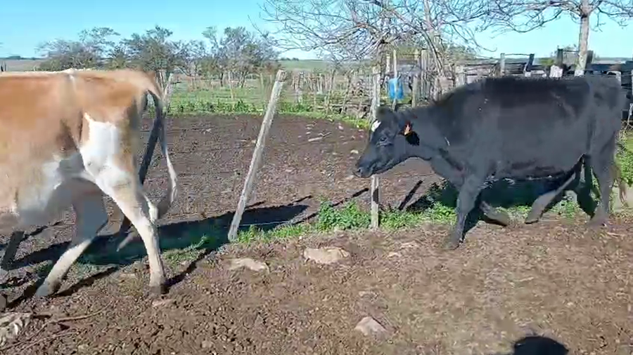 Lote 3 Vaquillonas  Kiwi a remate en Pantalla Camy 400kg -  en Ruta 3 Km 120