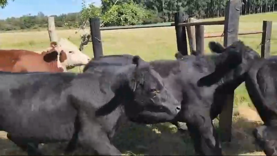 Lote 50 Novillitos en Concordia, Entre Ríos