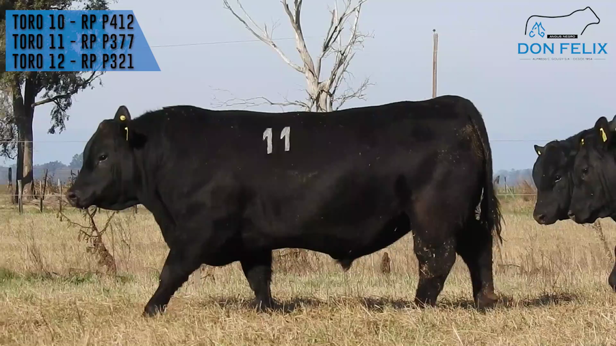 Lote "Cabaña ""Don Felix"" Toros Angus PC"