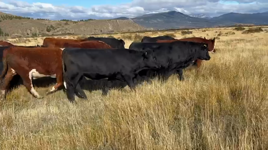 Lote 37 Novillo Engorda en Coyhaique, XI Región Aysén