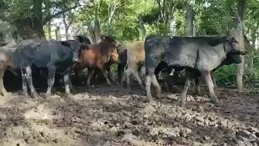 Lote 85 Terneros en Misión San Fco., Formosa