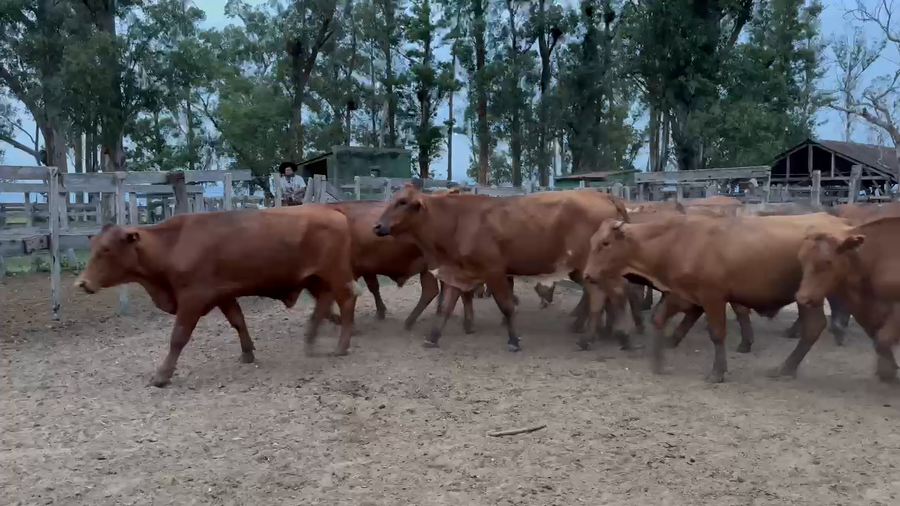 Lote 32 Novillos