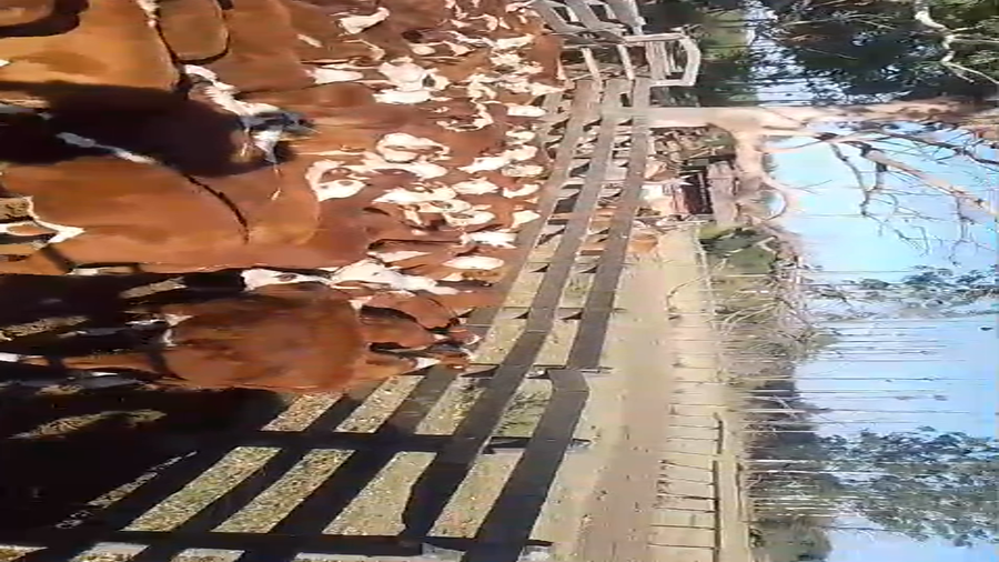 Lote 70 Terneras en Corrientes, Curuzú-Cuatiá