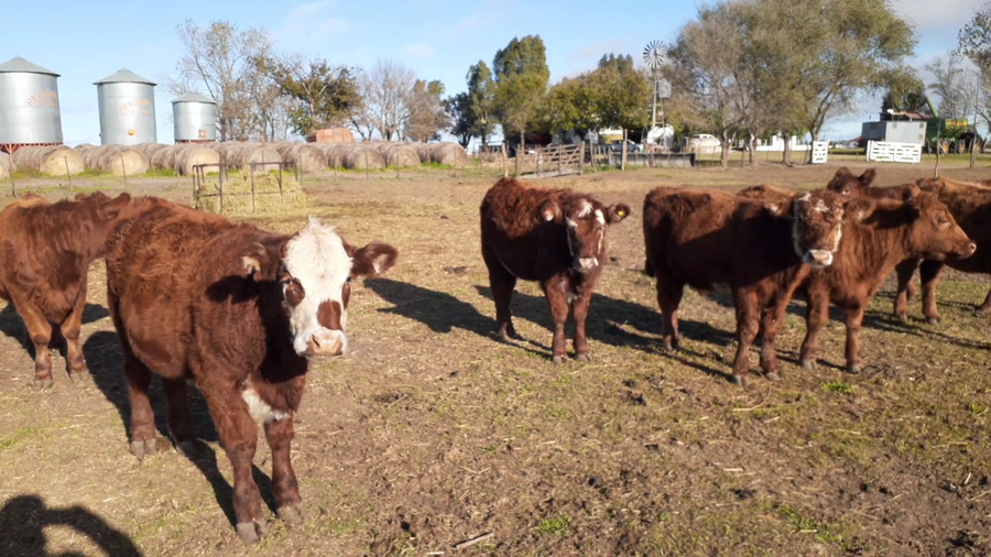 Lote 30 Terneros/as en 9 de Julio, Buenos Aires