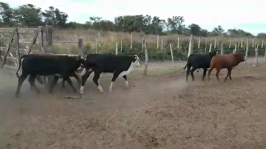 Lote 112 Terneros Braford y sus cruzas en Los Juríes, Santiago del Estero