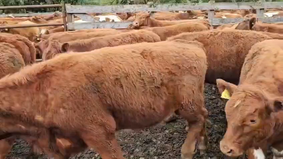 Lote 55 Novillo Engorda en Futrono, XIV Región Los Ríos