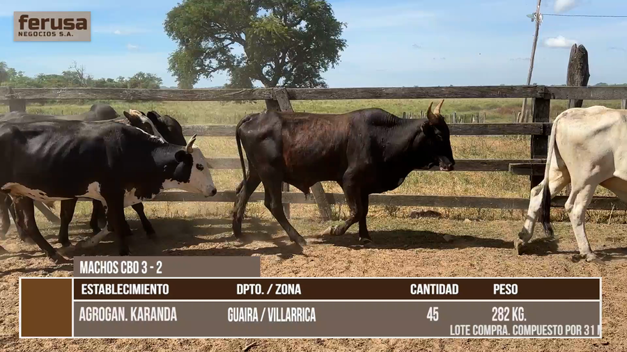 Lote LOTE 6