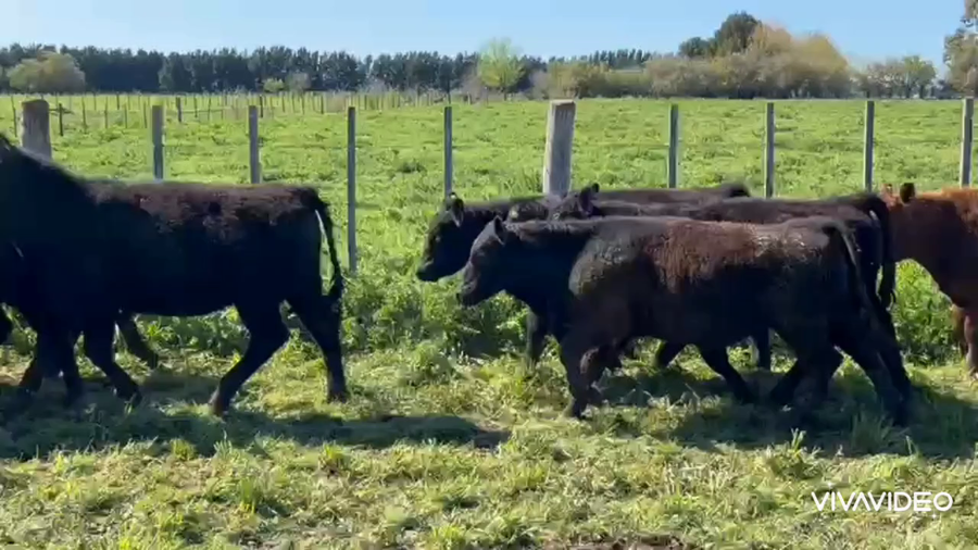 Lote 40 Novillitos en Chascomús, Buenos Aires