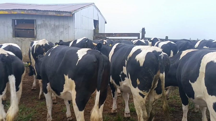 Lote 52 Vaquilla Engorda en Máfil, XIV Región Los Ríos