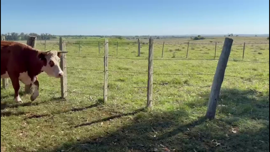 Lote VACAS DE INVERNADA