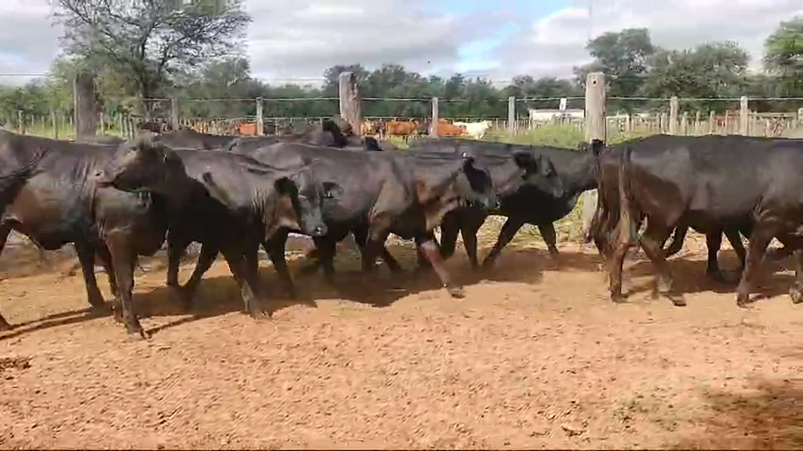 Lote 31 Vaquillonas en Campo Gallo, Santiago del Estero