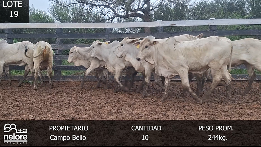 Lote LOTE 19