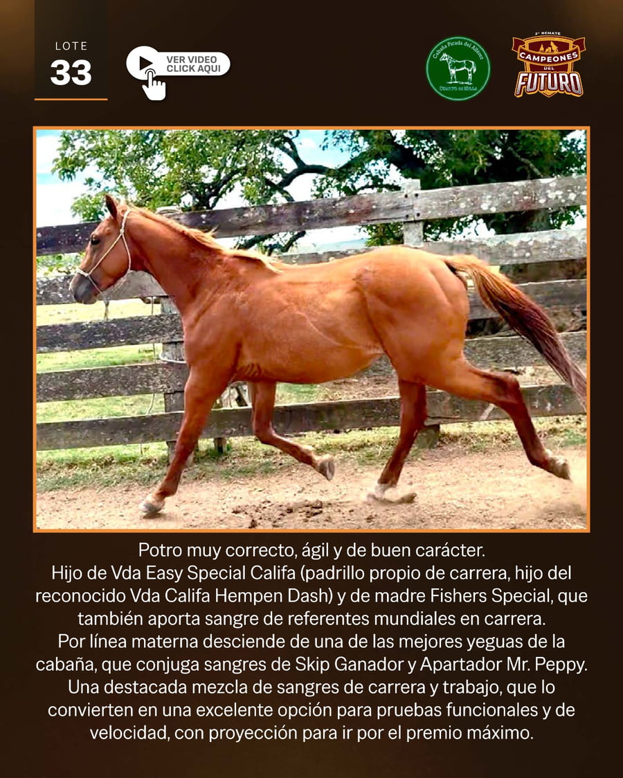 Lote PDA REY CALIFA