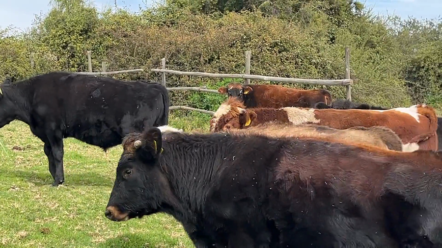 Lote 41 Novillo Engorda en San Pedro, Región Metropolitana