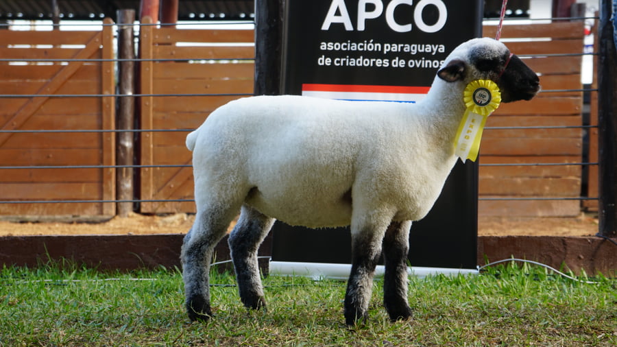 Lote Hampshire Down Expo Internacional 2022 - Lote 38