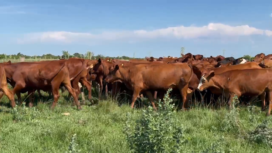 Lote 58 Terneros/as en Corrientes, Chavarría