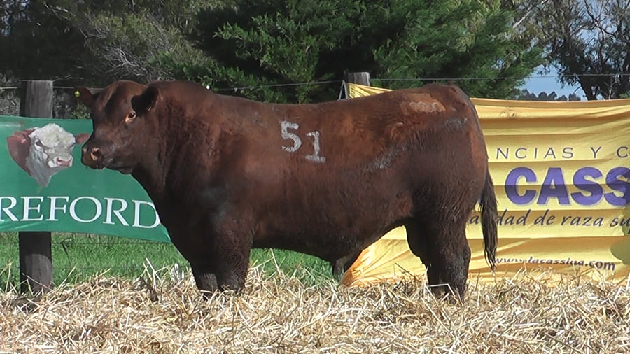 Lote TOROS ANGUS PUROS CONTROLADOS