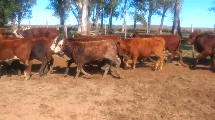Lote 80 Terneros en Ituzaingó, Corrientes