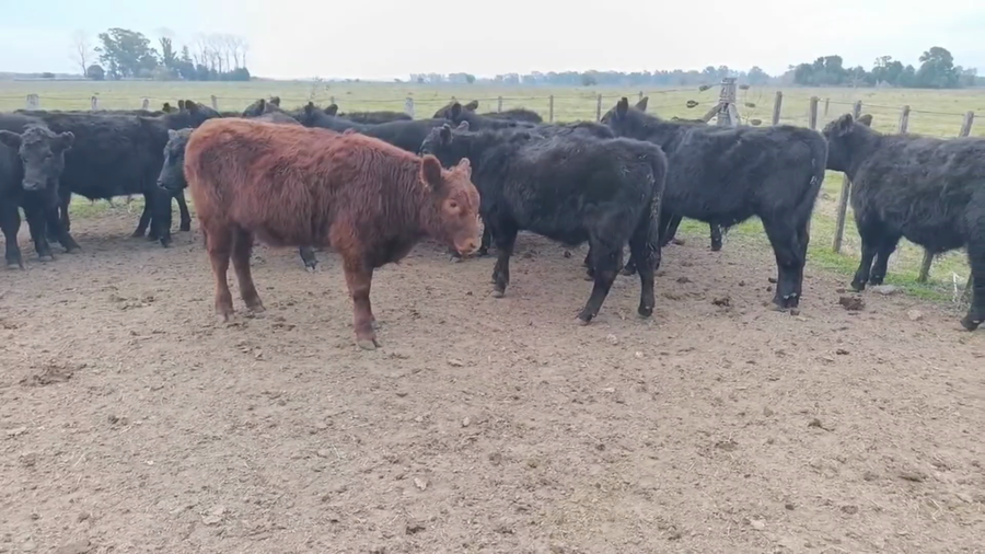 Lote 25 Terneros