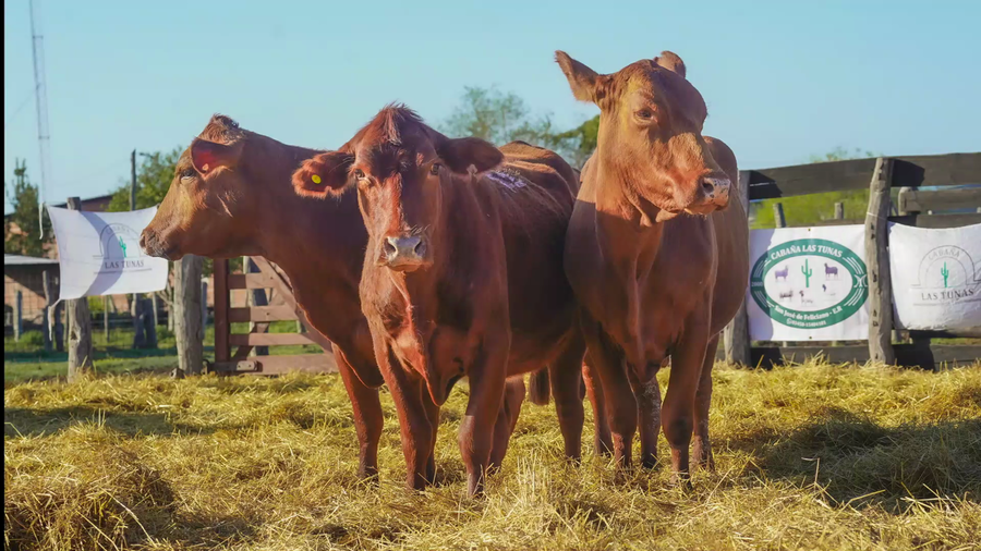 Lote VAQUILLONA BRANGUS