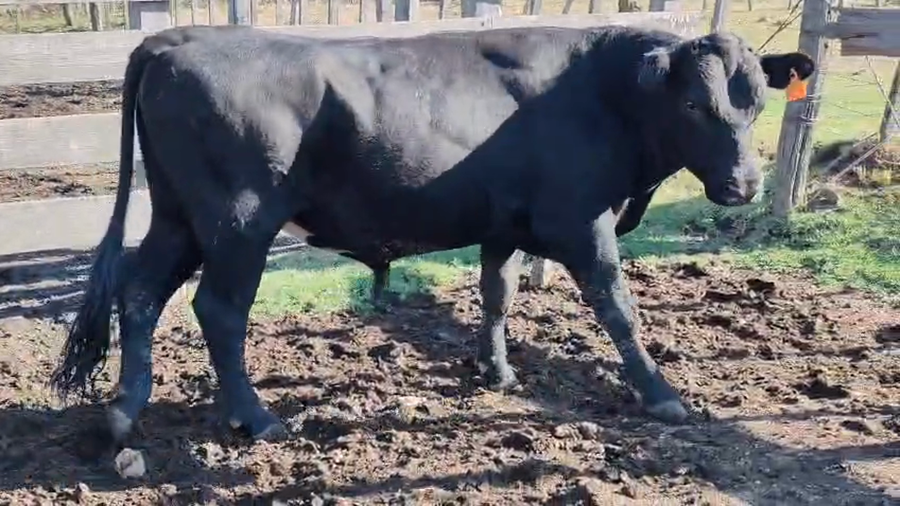 Lote Toros a remate en Pantalla Camy 400kg - , San José