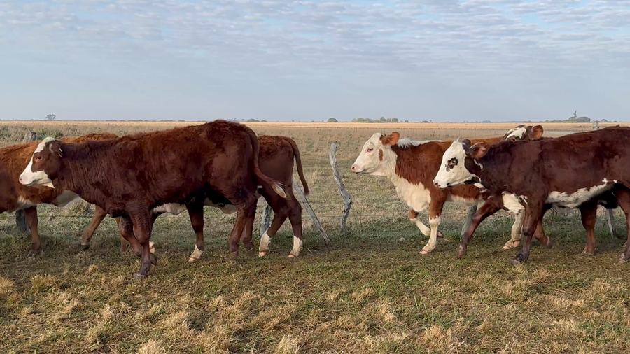 Lote 178 Terneras