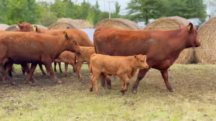 Lote 8 Vaquillonas C/ cria